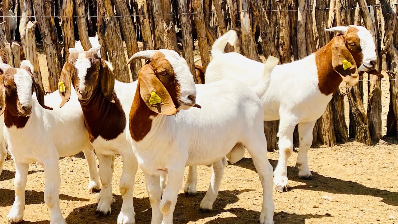boer