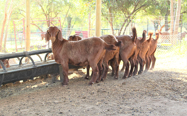 The Art of Drawing Readers In: Your attractive post title goes here kalahari-red-goats